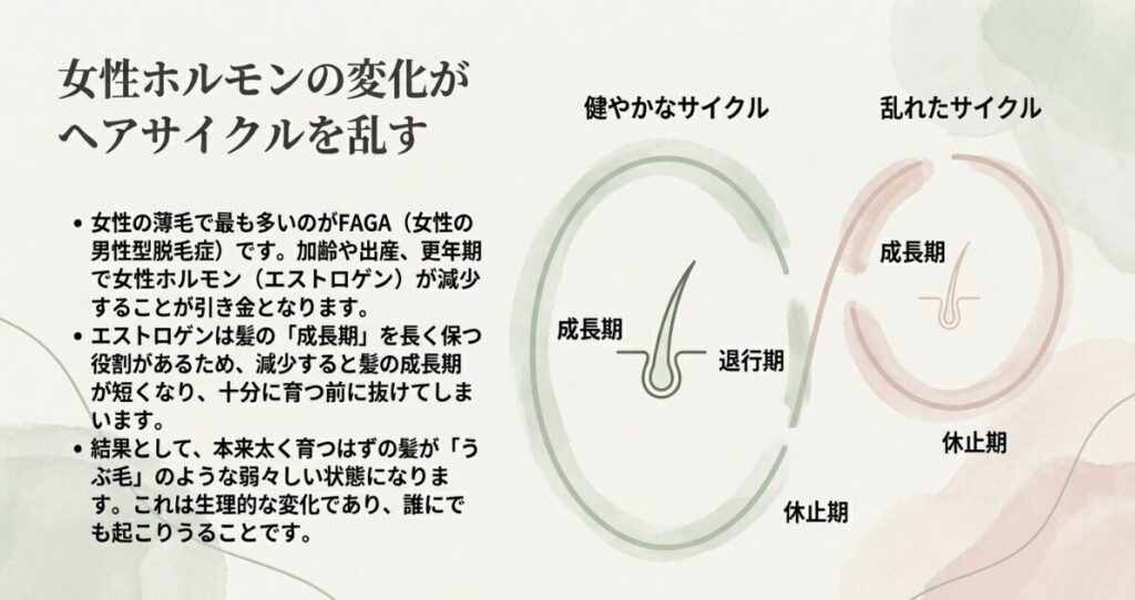 女性ホルモンの減少により成長期が短くなり、髪が十分に育たなくなるヘアサイクルの乱れを比較した図。